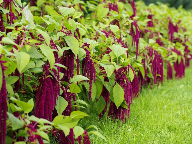 Amaranthus