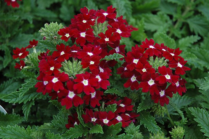 Plantar Verbena