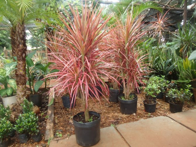 Tipos de Dracena