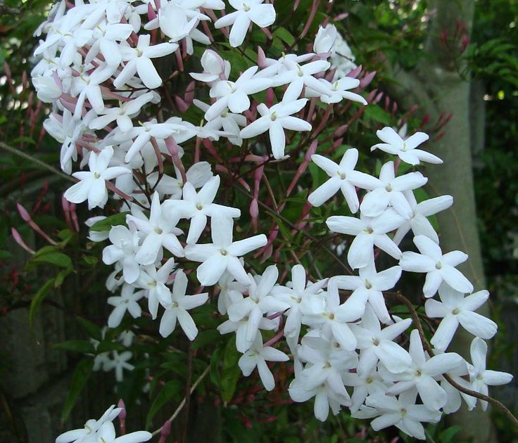 plantas para pergolado