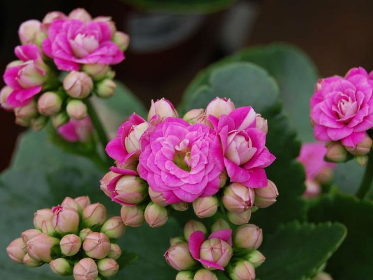 significado da flor da fortuna