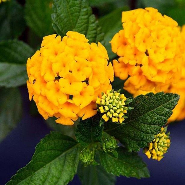 Lantana-Amarela