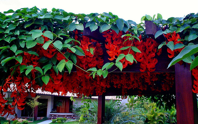 plantas para pergolado