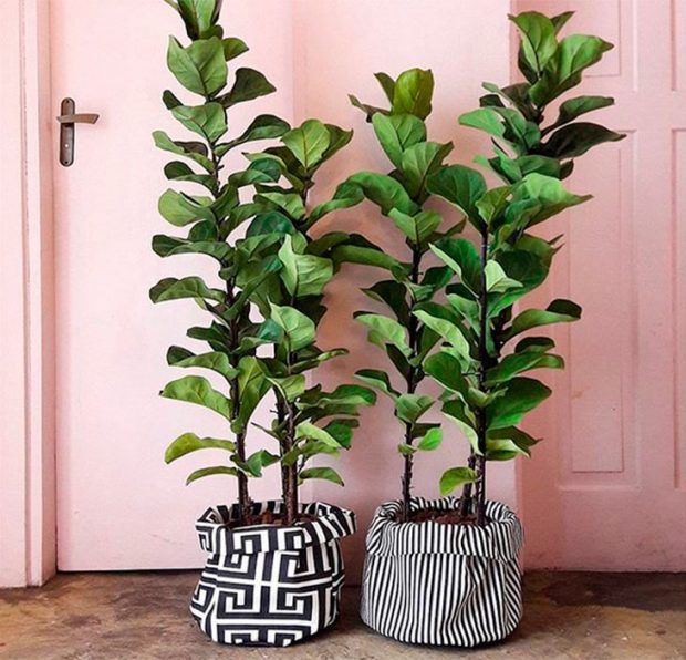 Ficus Lira