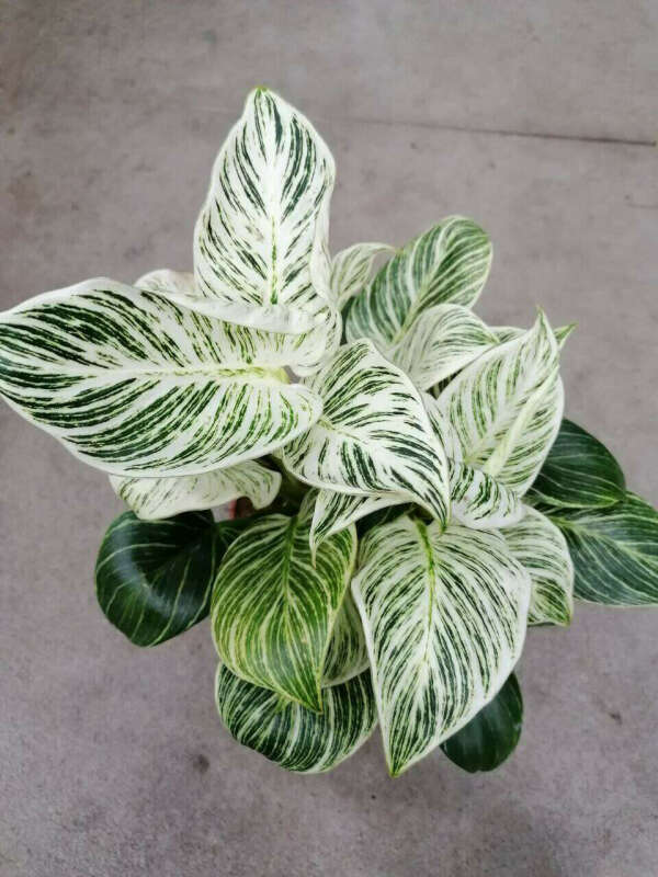 Philodendron Birkin