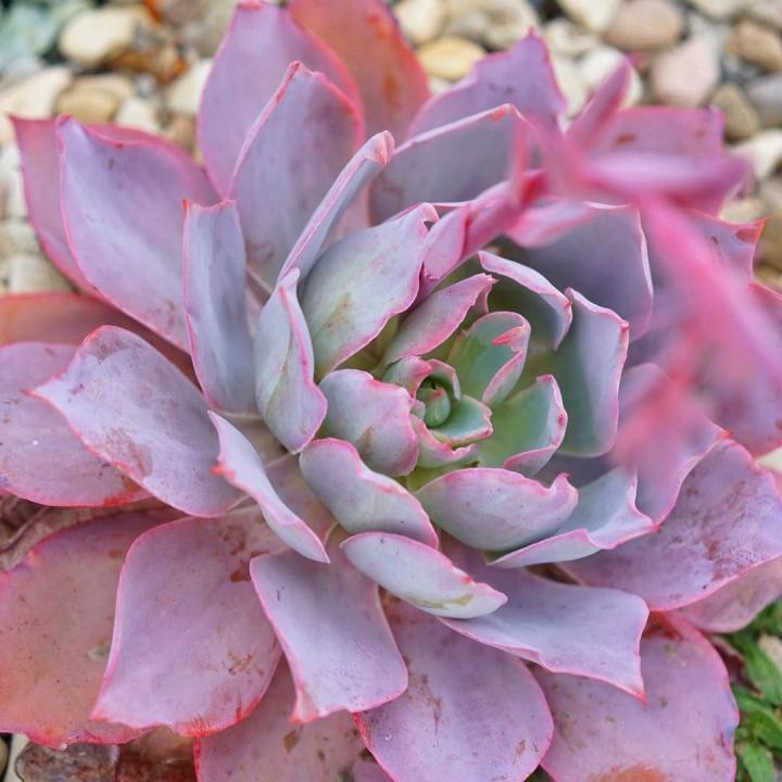 Suculenta Echeveria 'Afterglow' ou Rosa de Pedra