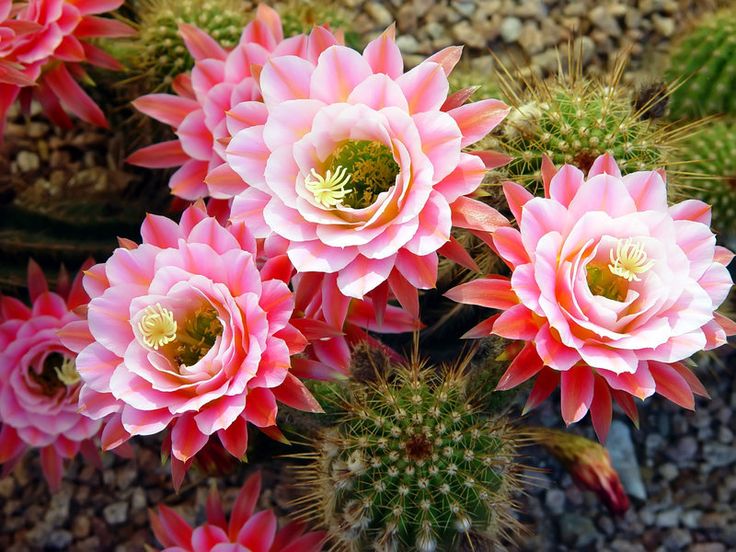 Flores de Cacto