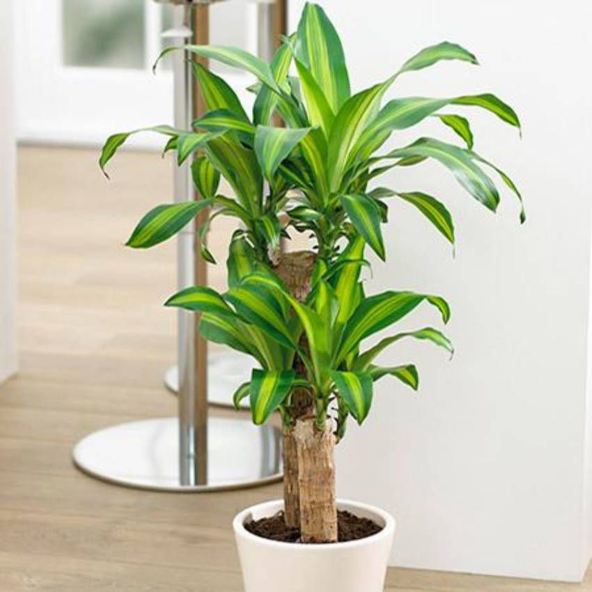 Tipos de Dracena