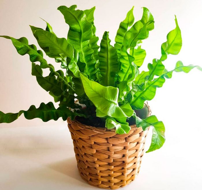 Asplenium 