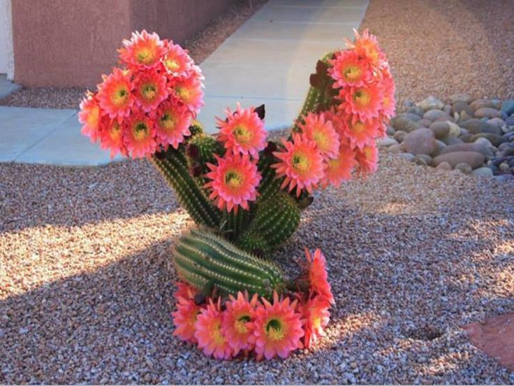 Flores de Cacto