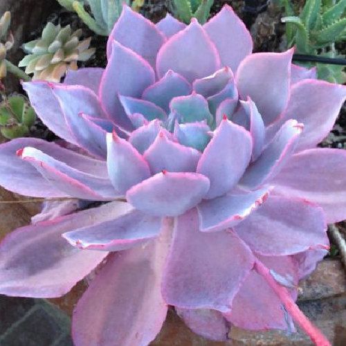 Suculenta Echeveria 'Afterglow'Rosa de Pedra 