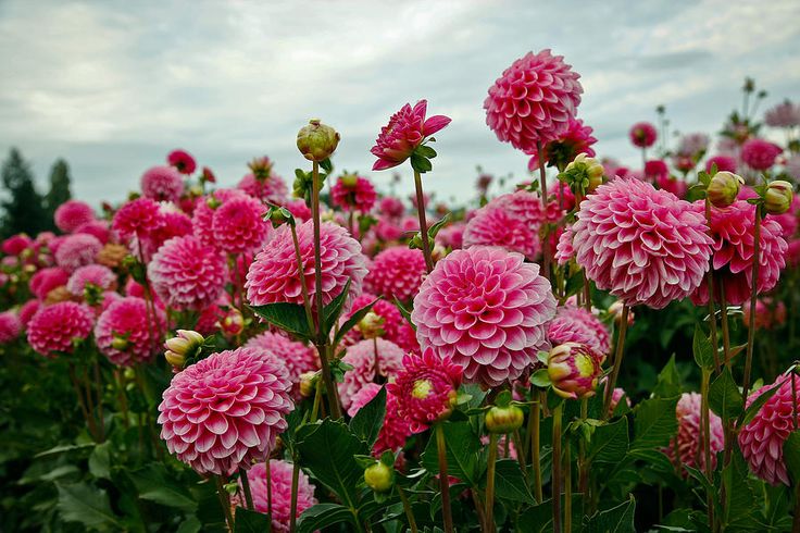 Jardim que Floresce