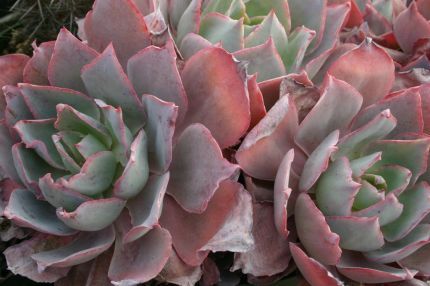 Suculenta Echeveria 'Afterglow' 