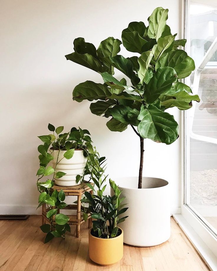 Ficus Lira