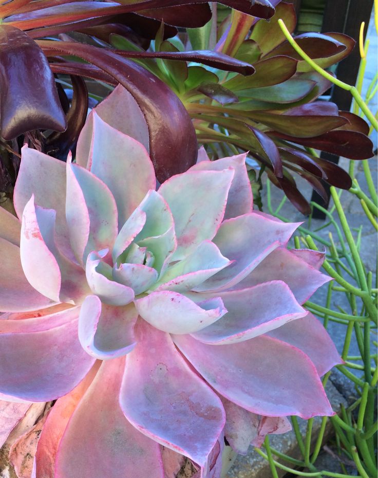 Suculenta Echeveria 'Afterglow' ou Rosa de Pedra