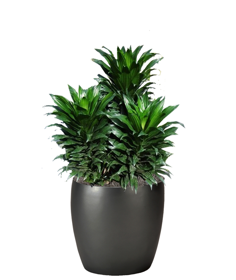 Tipos de Dracena