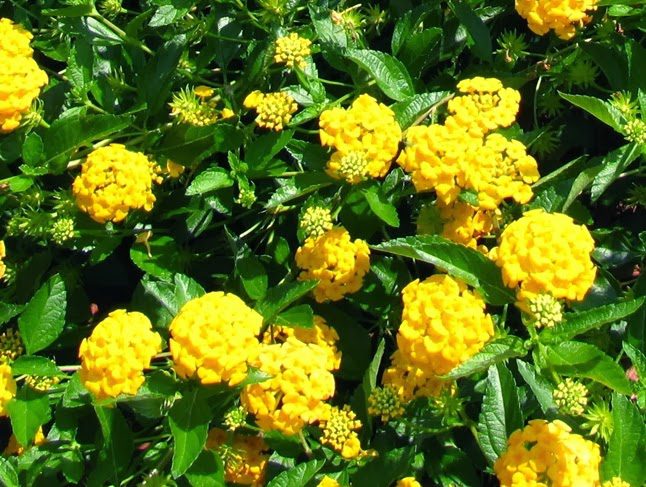 Lantana-Amarela