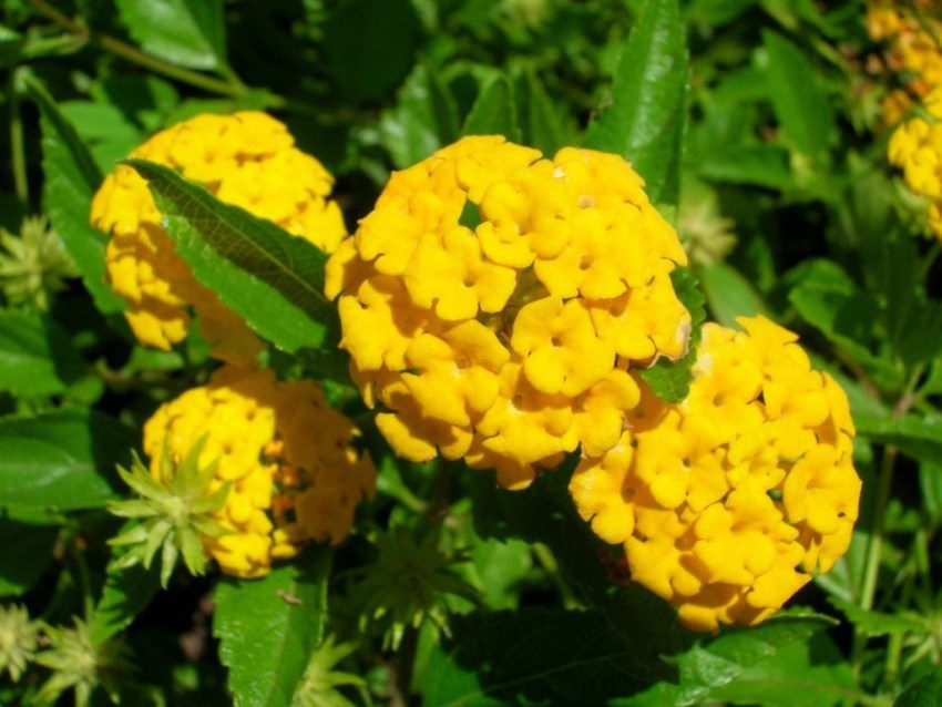 Lantana-Amarela