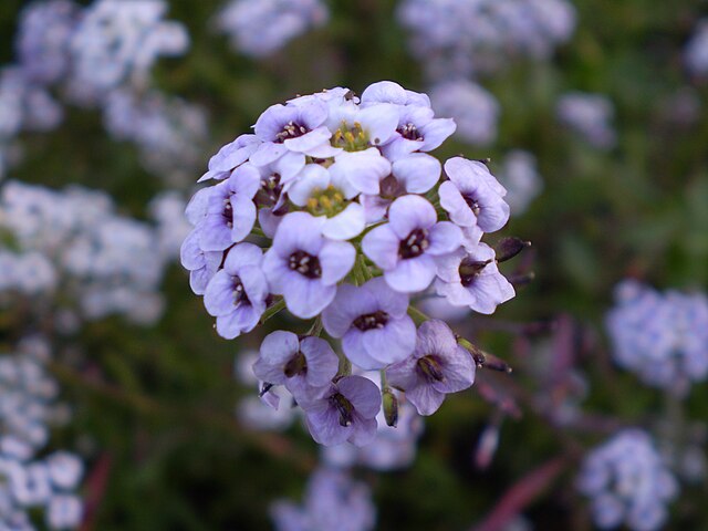 Mudas da Flor de Mel