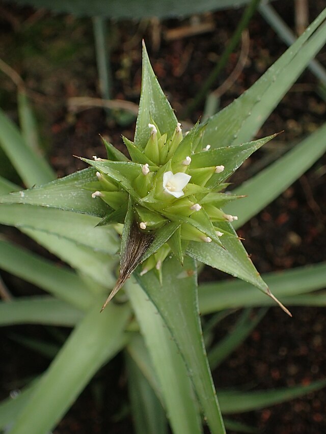 Orthophytum