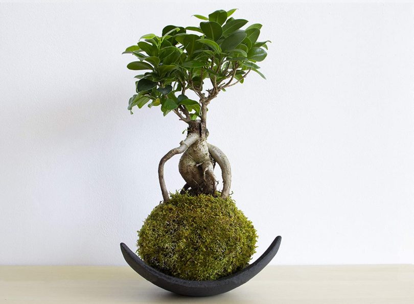 A Arte da Kokedama