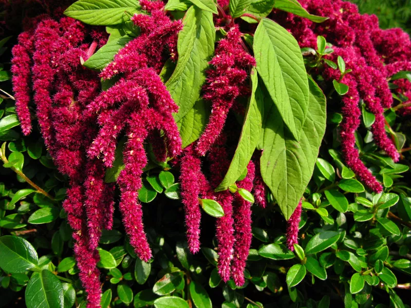 Amaranthus