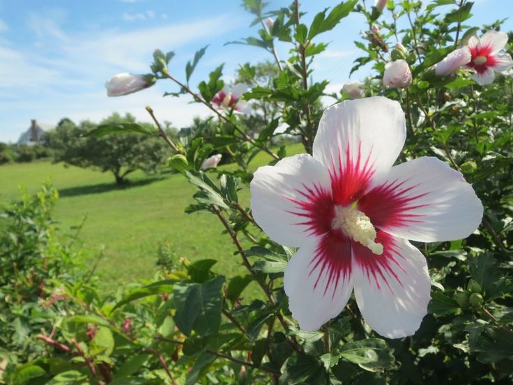 Significado da flor Hibisco