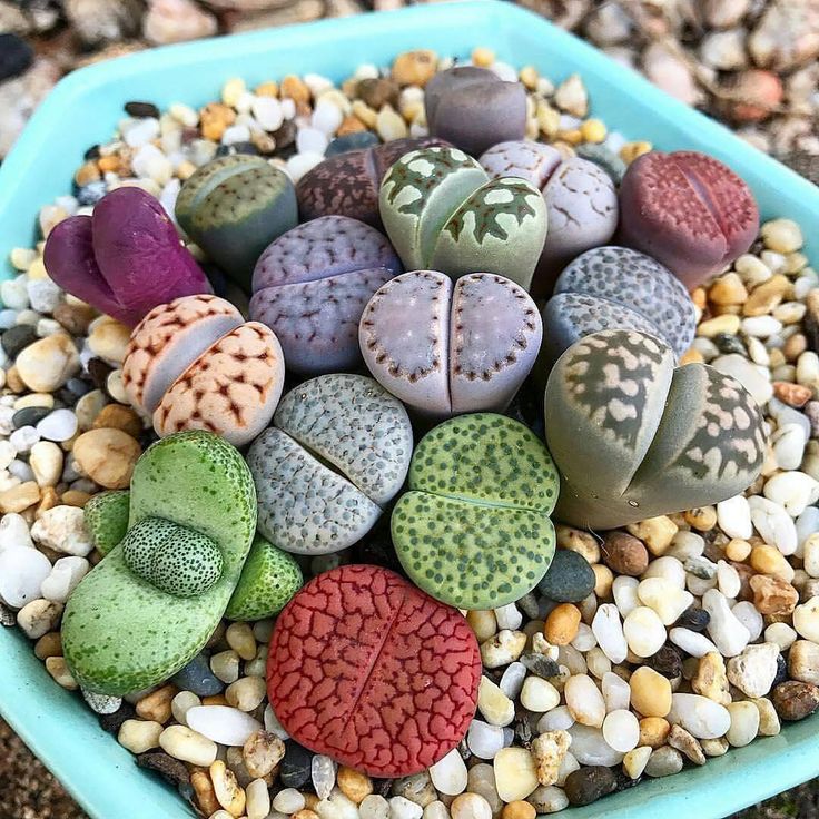 Suculentas ExóticasLithops (Pedras Vivas)