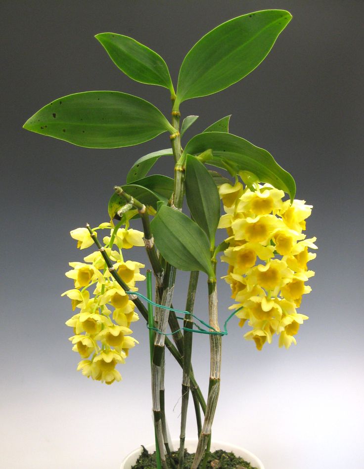 Orquídea-Dendrobium