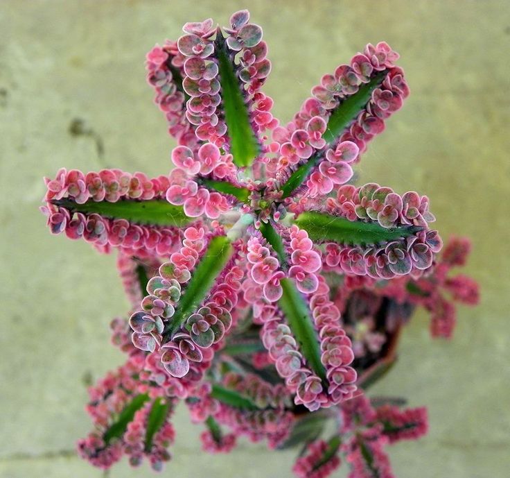 Kalanchoe Pink Butterflies