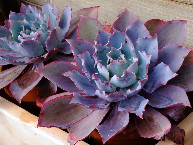 Suculenta Echeveria 'Afterglow' ou Rosa de Pedra