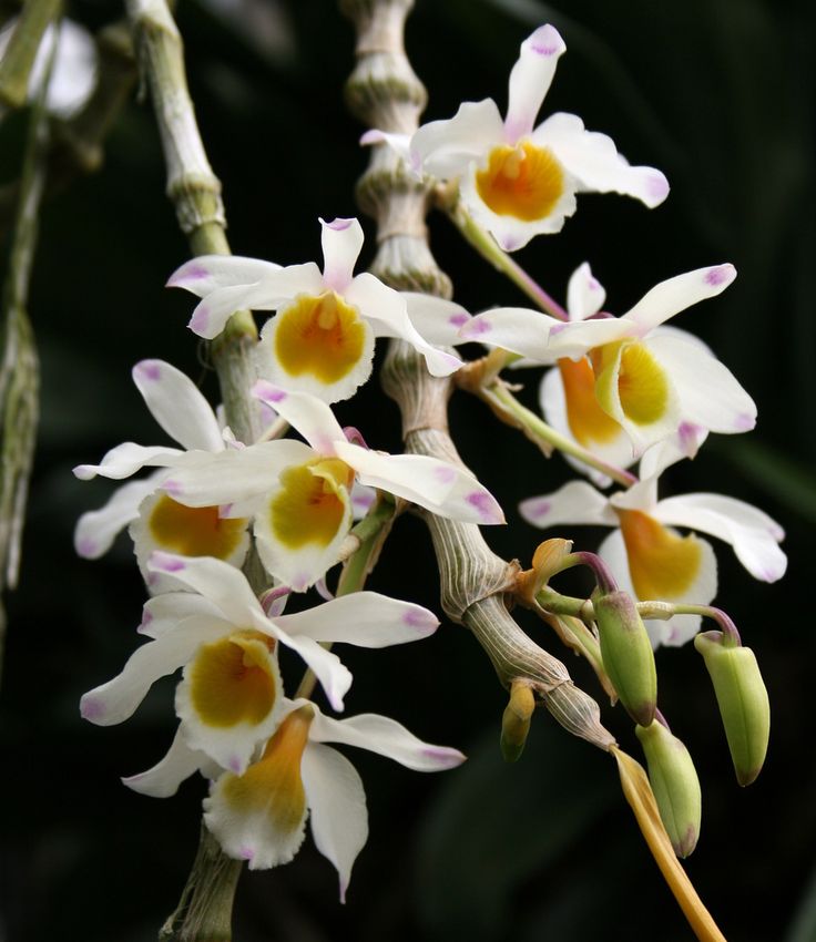 Orquídea-Dendrobium