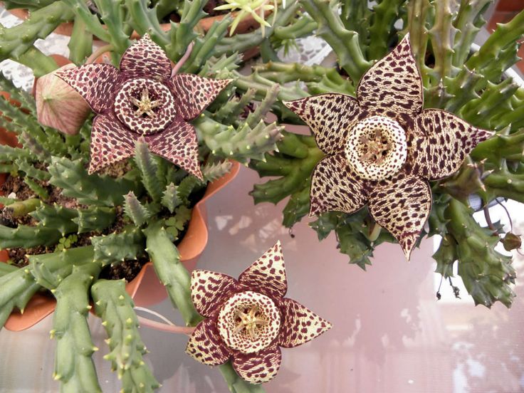 Suculentas ExóticasStapelia Variegata