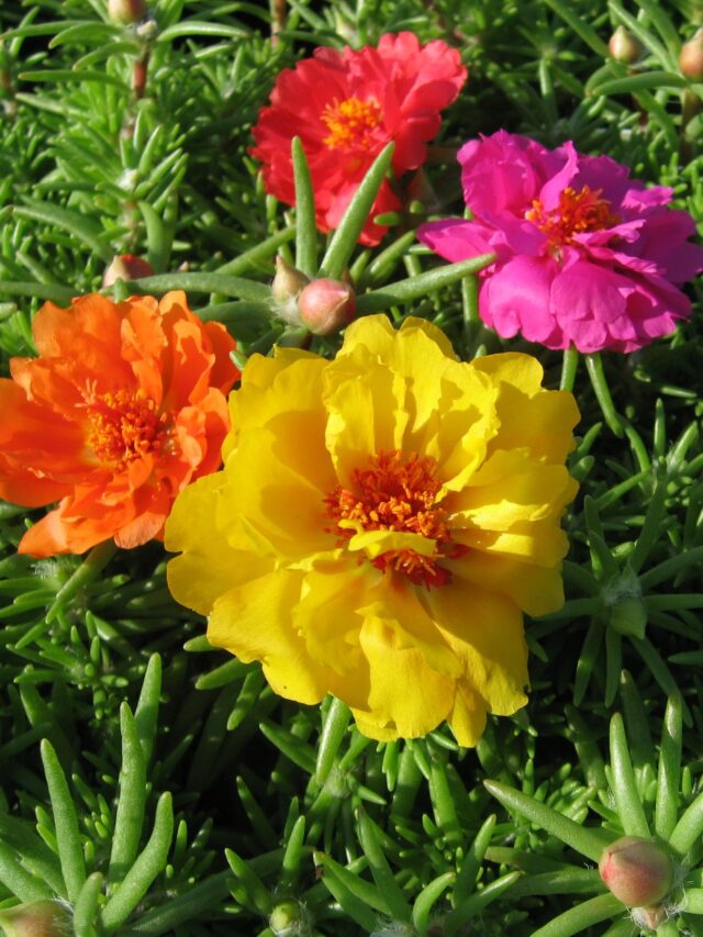 753579-Closeup-Portulaca (1)