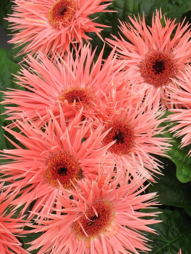 772110-Gerberas-Closeup-Pink-color