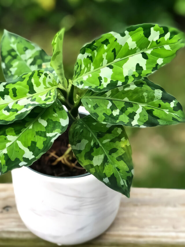 Aglaonema-Pictum-Tricolor-2