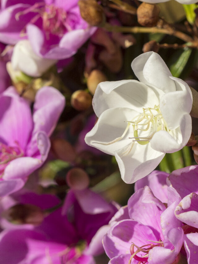 Manacá_da_Serra_flower_with_Carpenter_Bee (1)