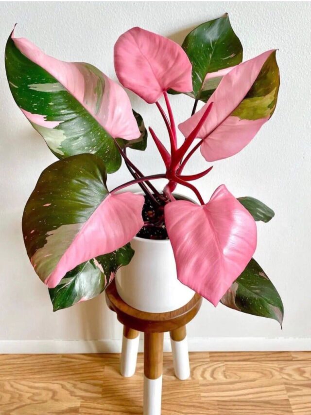 Philodendron-Pink-Princess