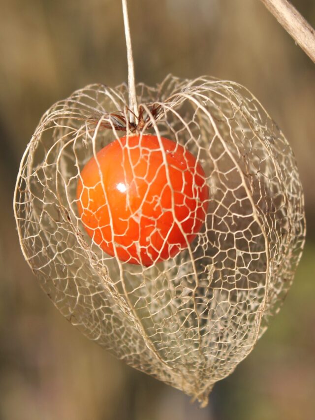 Physalis_alkekengi_fruit (1)