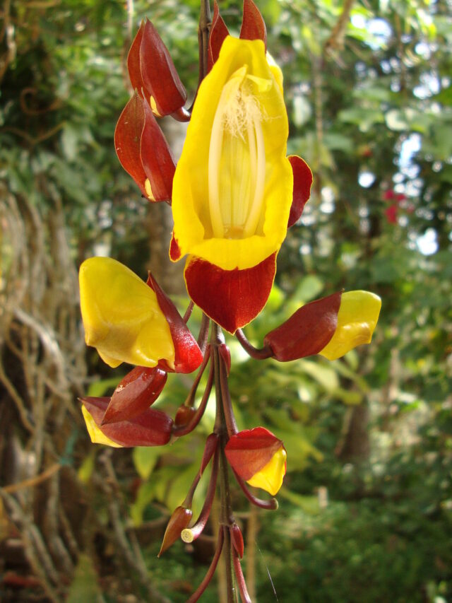 Thunbergia_mysorensis_(3)