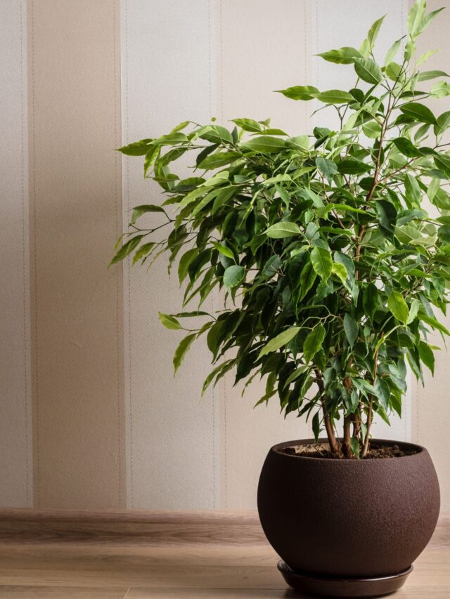 ficus-benjamina-scaled