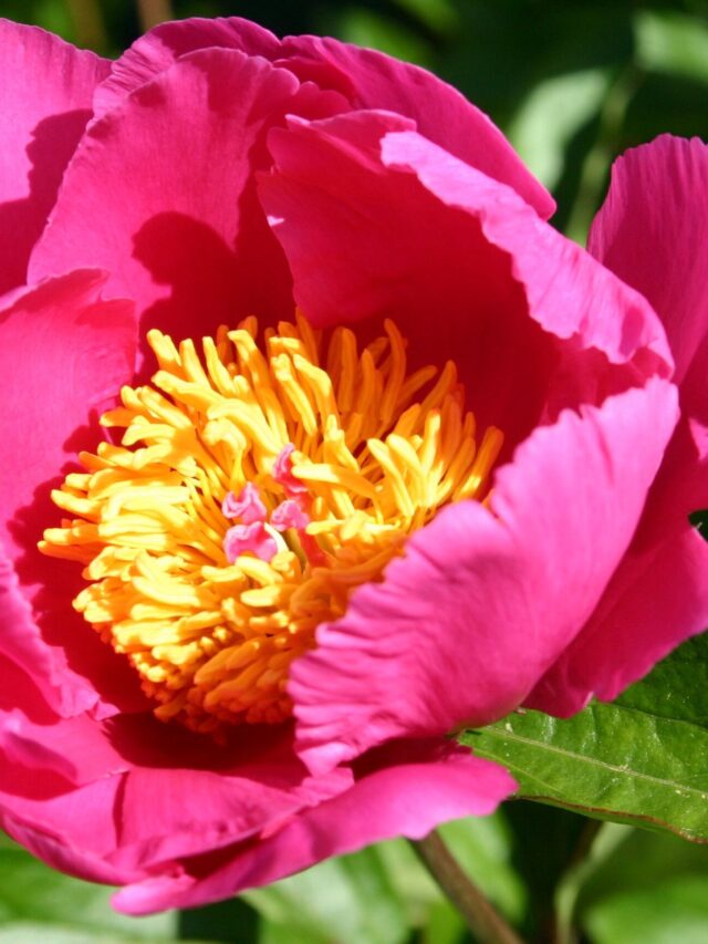 peonia-8