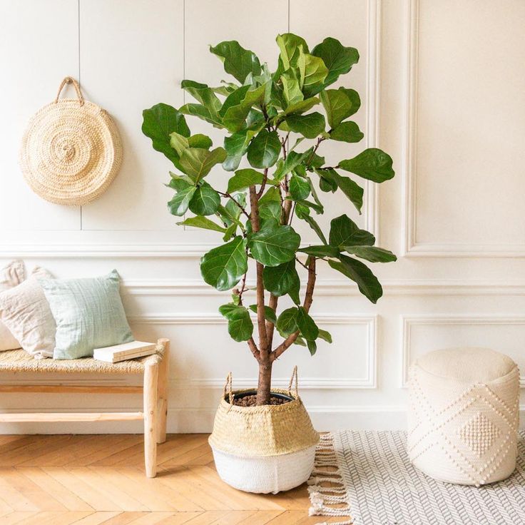 Ficus Lira