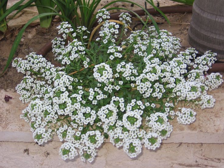 Mudas da Flor de Mel