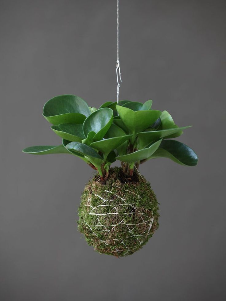 A Arte da Kokedama