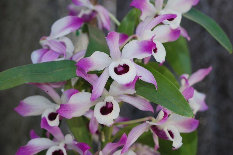 Orquídea-Dendrobium