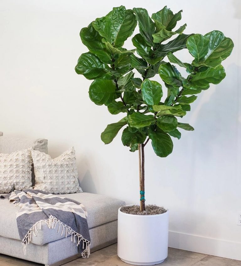 Ficus Lira