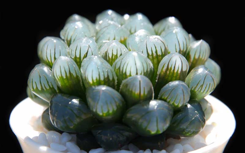 Suculentas ExóticasHaworthia Cooperi