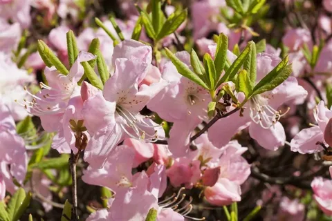 Tipos de Azaleias