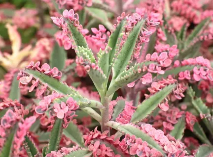 Kalanchoe Pink Butterflies